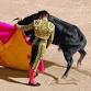 Bullfighting Madrid 2023 – Feria de Otoño Tickets...